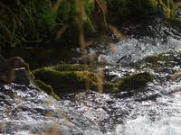 Georgien, Wanderung Adishi - Khalde, Suchbild Wasseramsel
