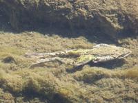 Georgien, Wanderung Adishi - Khalde, Frosch auf der Flucht