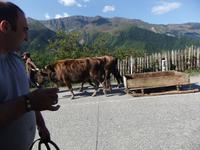 Georgien, unterwegs von Mestia, Zugbullen mit Schlitten