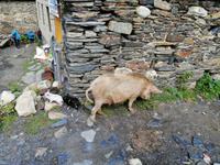 Bergdorf Ushguli, Swanetien