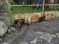 Bergdorf Ushguli, Swanetien