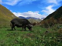 Bergdorf Ushguli, Gipfel von Shkhara (5.068 m), Swanetien
