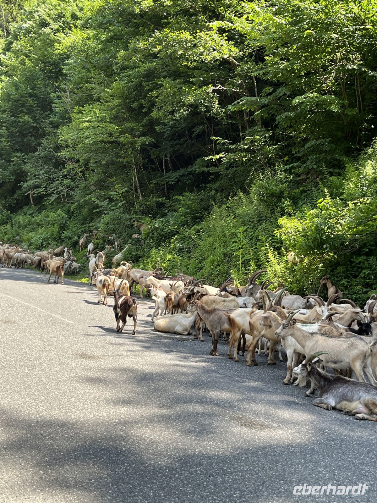 Ziegenherde, Georgien