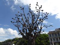 Baum