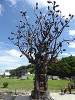 Baum