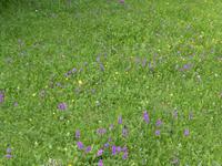 Blumenwiese