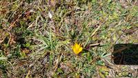 Georgien, Herbstkrokus