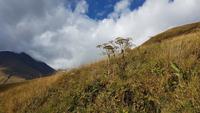 Georgien, Kasbegregion, Wanderung zum Chaukhipass
