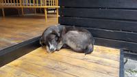 Georgien, Land der Hunde