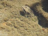 Georgien, Wanderung Adishi - Khalde, neugieriger Frosch