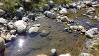 Georgien, Wanderung Adishi - Khalde; wo ist der Frosch ?