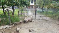 Georgien, bei Kutaisi, 