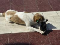 Hund mit Schuh