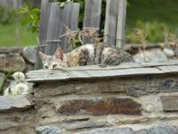 Katze