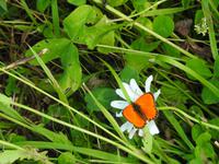Schmetterling