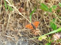Schmetterling
