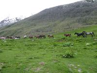 Ushguli