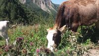 Wanderung nach Khalde 