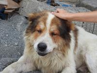 glücklicher Hund