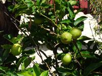 Zitronenfrüchte in Afionas