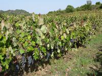 Weingut in Agios Joannis