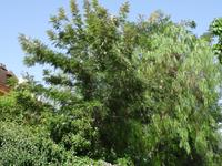 Sinardies - Pfefferbaum