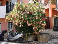 Sinardies - Spaziergang durch das Dorf , Trompetenbaum
