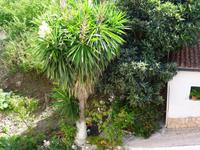 Sinardies - Spaziergang durch das Dorf, Elefantenfuss