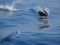 Minikreuzfahrt - Was ist das?