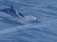 Minikreuzfahrt - Was ist das?