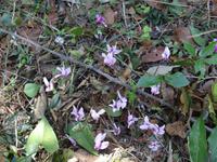 Ausflug nach Albanien - Ausgrabungen von Butrint , Alpenveilchen