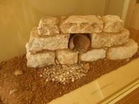 Austellung im Sommersitz Mon Repos