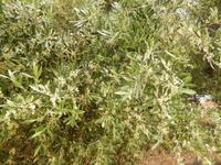 Afionas - Olivenbaum in voller Blüte