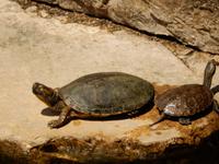 Albanien - Butrint - Schildkröten führen sich im Brackwasser pudelwohl
