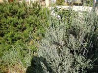 Lavendelbusch im Garten des Weingutes Triklino im Süden von Korfu