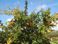 Granatäpfel bei Janis