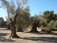 Alte Olivenbäume in Gortyn