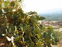 Kaktus mit Früchten bei Festos