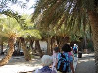 Im Palmenhain von Vai