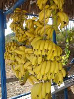 Kleine Kretabananen schmecken süß - bei Vai