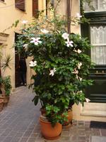 Hibiskus in den Gassen von Chania