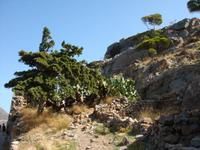Natur auf Spinalonga