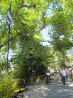 ältester Platanenbaum Kretas