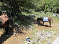 Esel vor der Zeus-Höhle