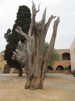 Baum mit Einschussloch