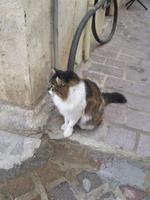 Katze am Straßenrand