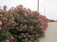 Oleander an Hauptverkehrsstraße