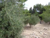 025 Palast von Knossos