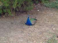 028 Palast von Knossos