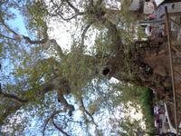 111 älteste Platane Kretas